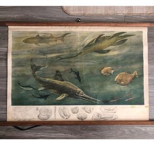 Vintage Midcentury Chart Hagemann/Denoyer Goeppert